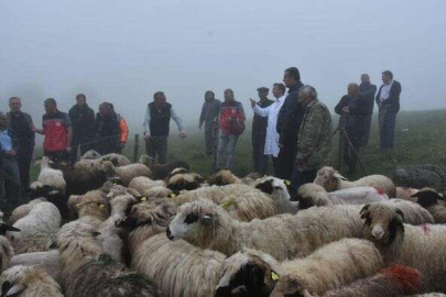 AYININ 80 KOYUNA VERDİĞİ ZARAR GİDERİLDİ