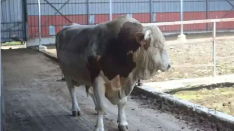 Bu boğanın fiyatı otomobille aynı