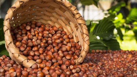 Fındık Fiyatları Artıyor Mu?