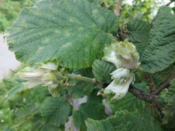 KÜLLENMEYE DİKKAT!