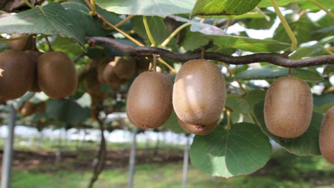 KİVİDE YAZ BAKIMI BAŞLADI