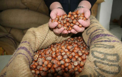 FINDIKTAN YENİ REKOR