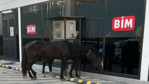 Atlar indirim kovalıyor