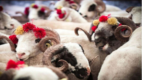 KURBAN KESİM VAKTİ NE ZAMAN BAŞLAR VE BİTER?