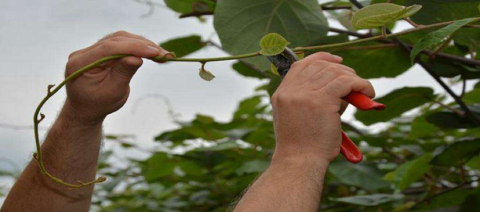 KİVİ ÜRETİCİLERİ; BAHÇELERDEYAZ BUDAMASI YAPIYOR