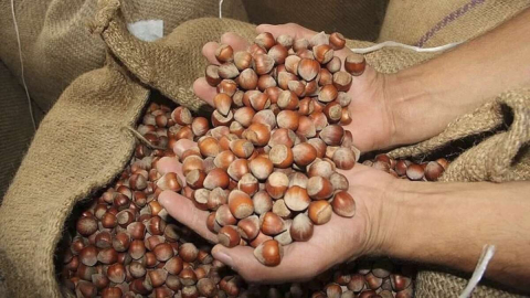 ORDU’DA DÜŞEN FINDIK, KOMŞUDA YÜKSELDİ