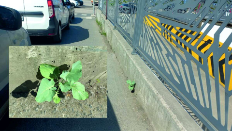 Pancarın büyümediği yer yok