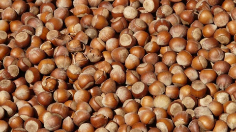 FINDIK FİYATLARI YÜKSELİŞTE