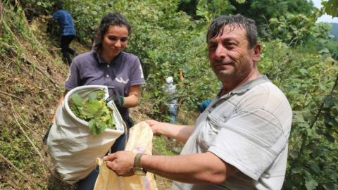 FINDIK İŞÇİ YEVMİYESİ AÇIKLANDI!