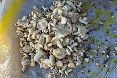 TAM MEVSİMİNDE SOFRALARA ŞENLİK