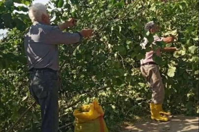 ORDU’DA FINDIK HASADINA BAŞLANILDI