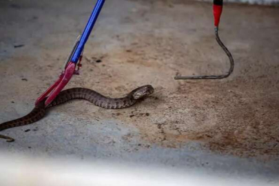 PİKNİK TORBASINA GİREN YILANI EVE GETİRDİLER