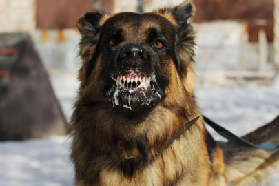 SAHİPSİZ KÖPEKLER KORKU SALIYOR