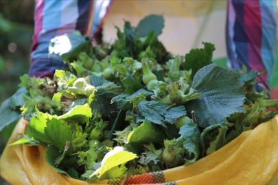 “FINDIĞA BAŞLAMADIK”