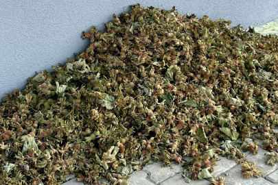 ERKEN HASAT UYARISI DİKKATE ALINMIYOR