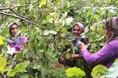 FINDIKTA BEKLENEN GÜN GELDİ