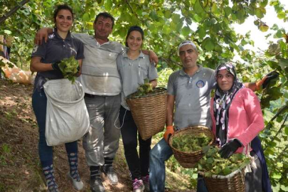 ORDU’DA HASAT TARİHİ AÇIKLANDI