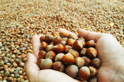 FINDIK FİYATLARI AÇIKLANDI MI?