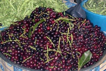 TAFLAN FATSA’DA TEZGAHLARI SÜSLÜYOR