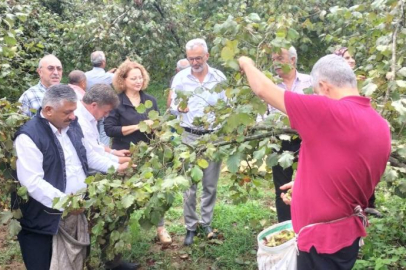 ORDU’DA KOMİSYON HASADI BAŞLADI