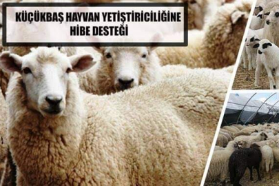 KOYUN YETİŞTİRİCİLERİNE HİBE DESTEĞİ VERİLECEK