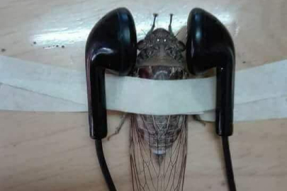 CIRCIR BÖCEĞİNE SON SES MÜZİK
