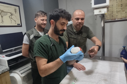 YAVRU SİNCAPLAR BAKIMA ALINDI