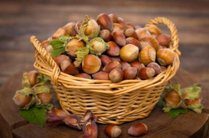 HANGİ ÜRÜN FINDIĞIN YERİNİ ALIR?