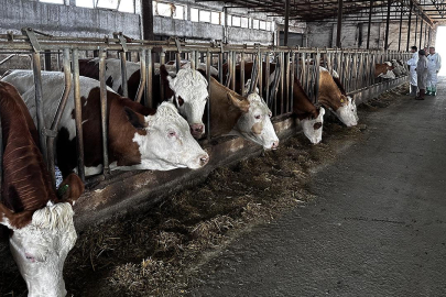 ŞAP HASTALIĞINA KARŞI AŞI KAMPANYASI BAŞLIYOR
