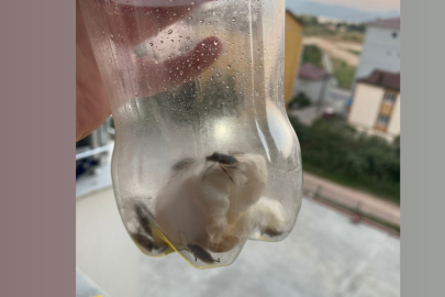 KOKARCA BÖCEĞİ VATANDAŞA PES DEDİRTTİ