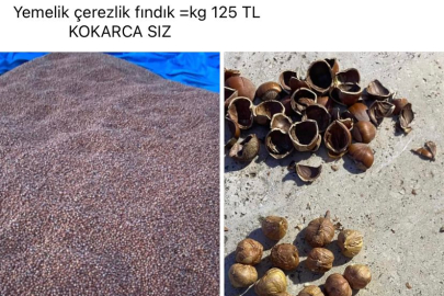 FINDIK, DİJİTAL PAZARDA