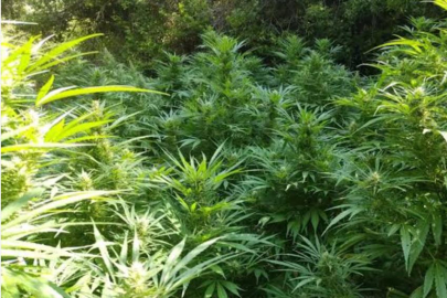 KORGAN’DA UYUŞTURUCU OPERASYONU