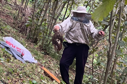 BU KEZ DE ARILAR FINDIĞI SARDI