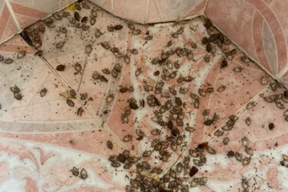 HEM FINDIĞI HEM EVLERİ İSTİLA ETTİ