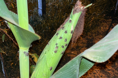 KOKARCA FATSA'DA TARIMI BİTİRDİ