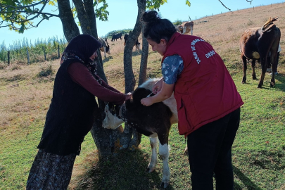 KUMRU’DA ŞAP AŞISI BAŞLADI