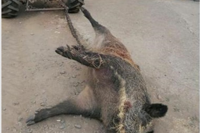 DOMUZLAR FINDIK VE MISIRLARA ZARAR VERDİ