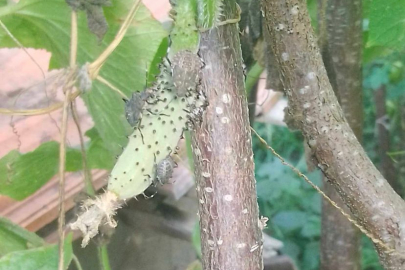 KOKARCA BU KEZDE TARLALARI SARDI