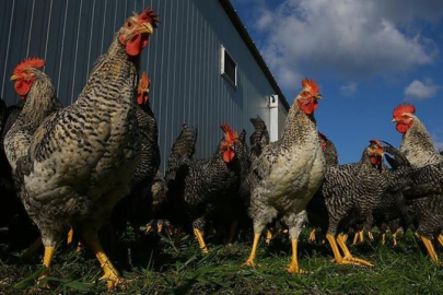 KUŞ GRİBİ İÇİN TARAMA YAPILIYOR