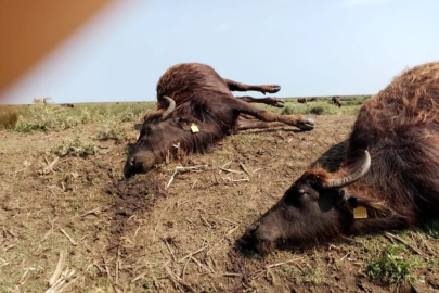 MANDALARA YILDIRIM DÜŞTÜ