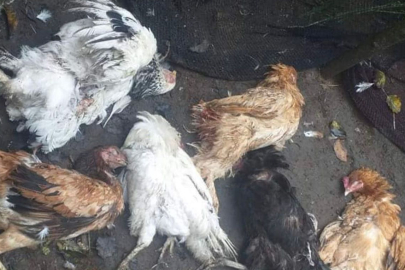 SOKAK KÖPEKLERİ BU KEZ KÜMESE SALDIRDI