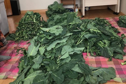 AŞIRI PANCAR TÜKETMEK GUATR YAPIYOR