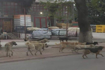 FATSALILARIN KUDUZ KORKUSU