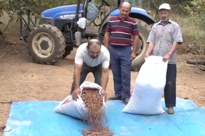 İKLİM BAŞKA, ŞEHİR BAŞKA: 400 HANELİ MAHALLE ÜRETTİĞİ 60 TONLUK FINDIKLA KARADENİZE RAKİP OLDU