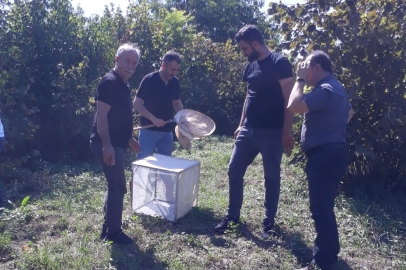 KOKARCA İLE TOPYEKUN MÜCADELE ŞART