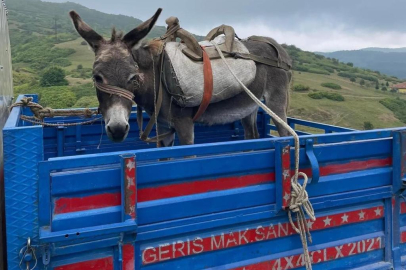 EŞEKTE SONUNDA PAT PATA BİNDİ