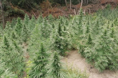 EVİNİN BAHÇESİNİ KENEVİR BAHÇESİNE ÇEVİRDİ