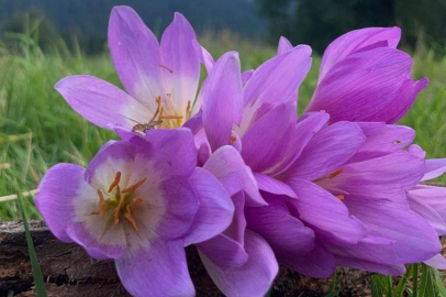 ORDU'NUN YAYLALARINDA VARGİT ÇİÇEKLERİ AÇTI