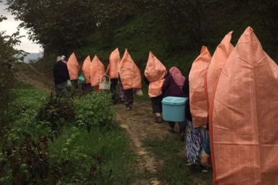 SICAĞI AYRI, YAĞMURU AYRI; AH FINDIK…