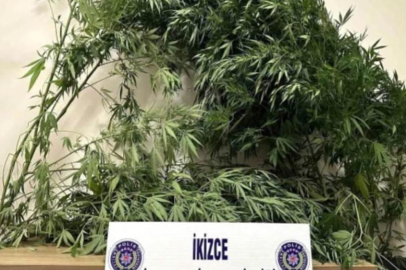 EVDE KENEVİR YETİŞİTREN ŞAHIS YAKALANDI